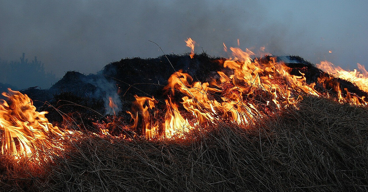 Під Миколаєвом після обстрілів вирує велика лісова пожежа