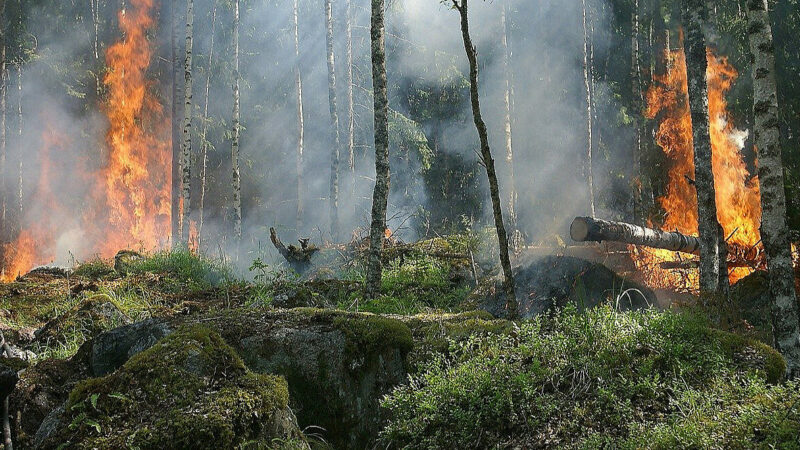 WWF: в Україні від війни постраждали 3 млн гектарів лісів