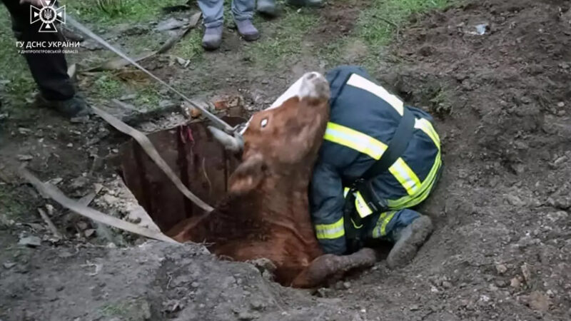 У Кривому Розі співробітники ДСНС врятували корову, яка впала в колодязь