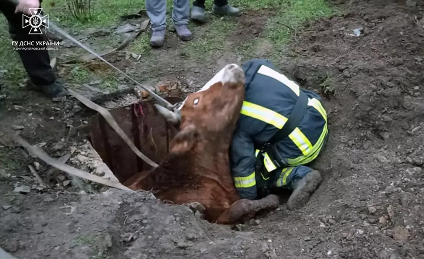 У Кривому Розі співробітники ДСНС врятували корову, яка впала в колодязь