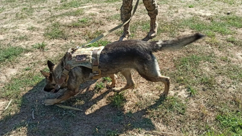 Вбив у квартирі та виніс оголене тіло на вулицю: у Дніпрі затримали чоловіка, який задушив жінку