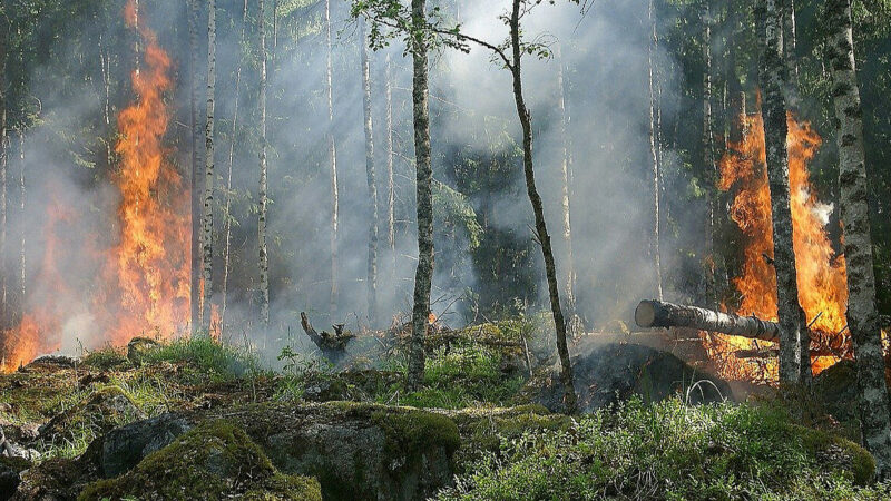 У Київській та ще кількох областях оголошено пожежну небезпеку