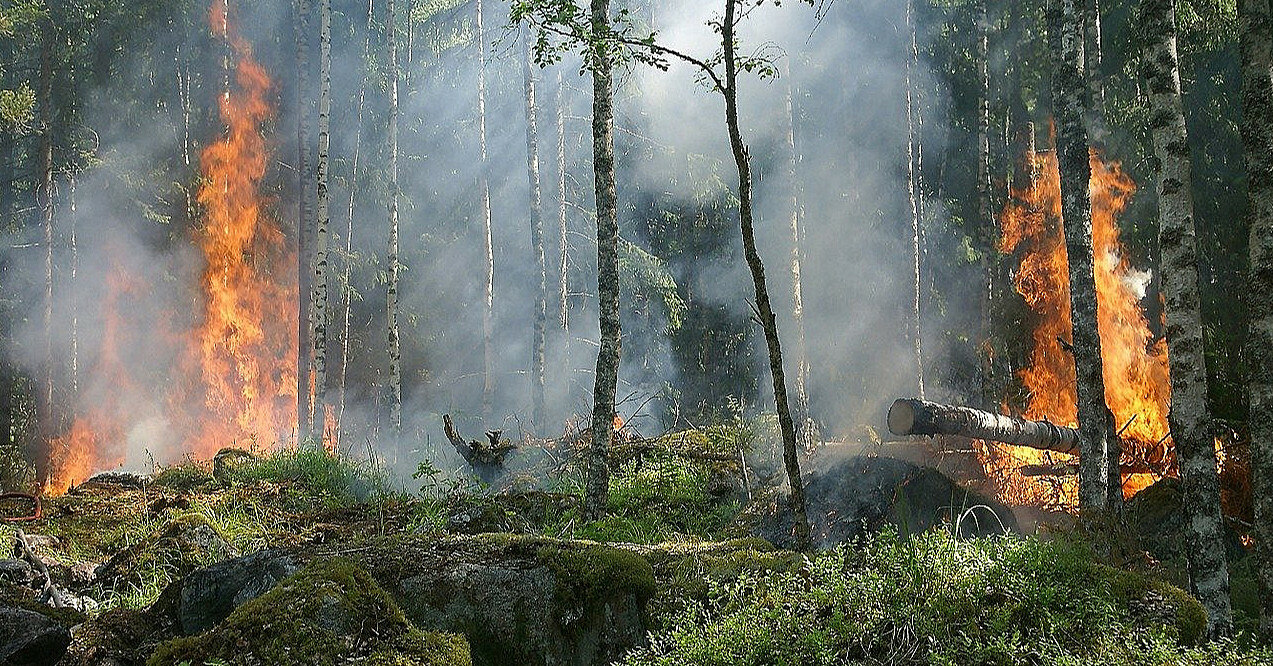 У Київській та ще кількох областях оголошено пожежну небезпеку