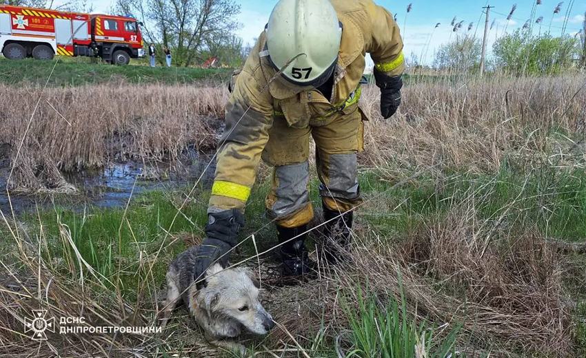 Загруз у багні: у Синельніковському районі надзвичайники врятували собаку