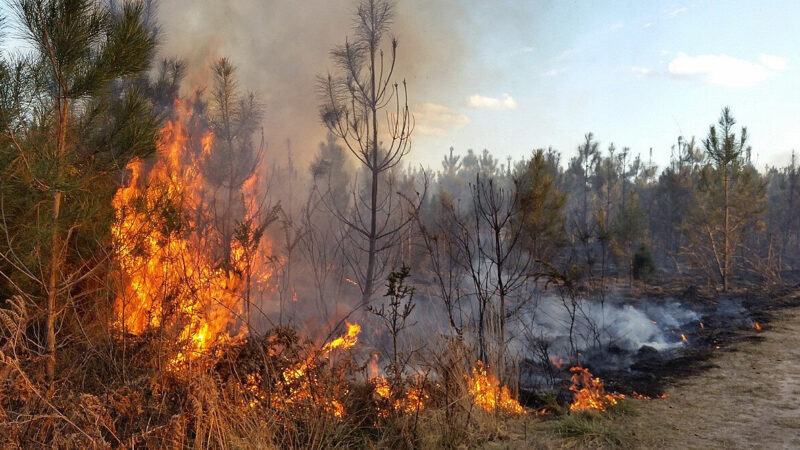 У Києві на вихідні очікується надзвичайний рівень пожежної небезпеки