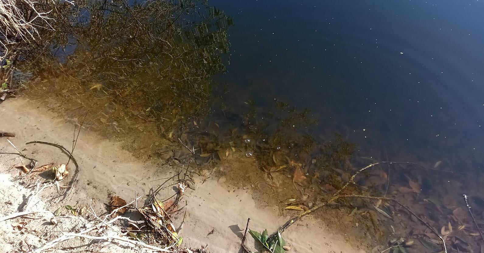 У річці Сейм на Сумщині з’явилося нове забруднення води – Держекоінспекція