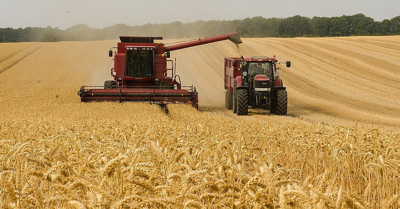 Україна зменшила експорт пшениці на майже 30%