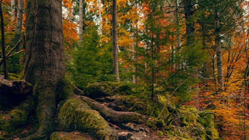 Українська експедиція почала пошуки останків вояків УПА на території Польщі