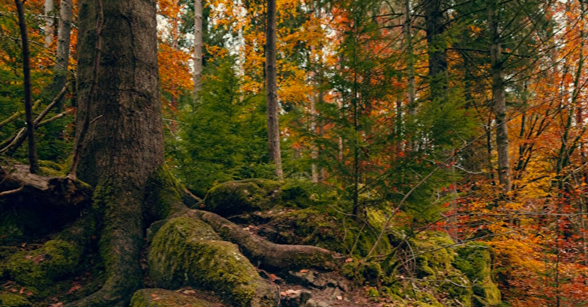 Українська експедиція почала пошуки останків вояків УПА на території Польщі