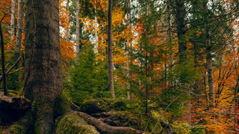 Посол України розповів про деталі пошуково-ексгумаційних робіт у Польщі