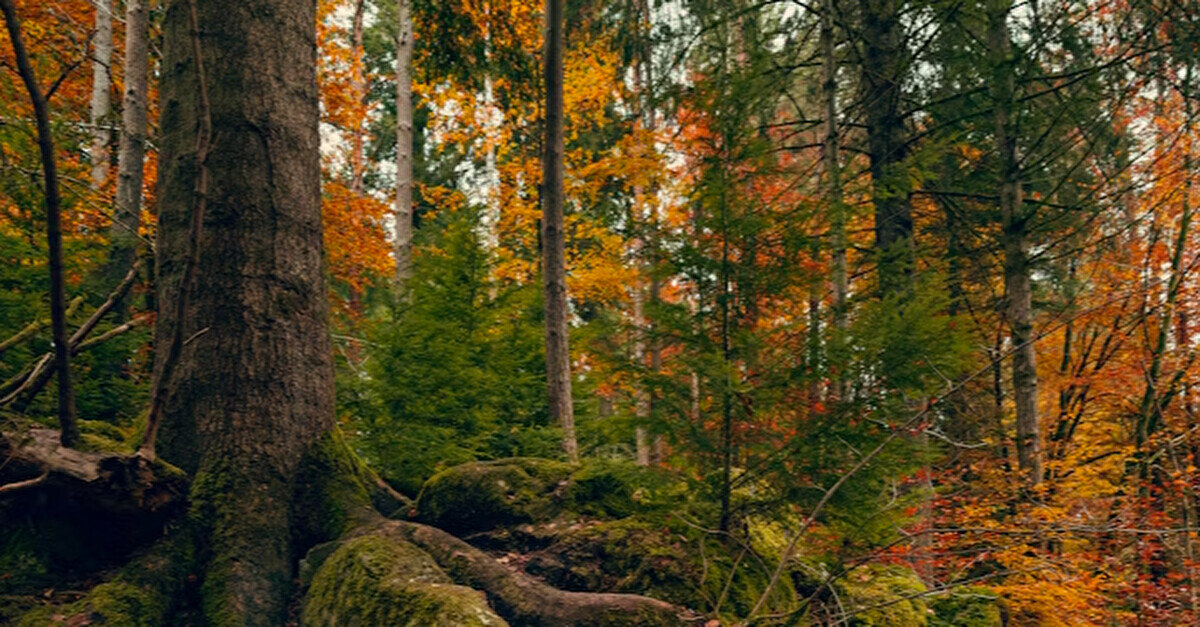 Посол України розповів про деталі пошуково-ексгумаційних робіт у Польщі