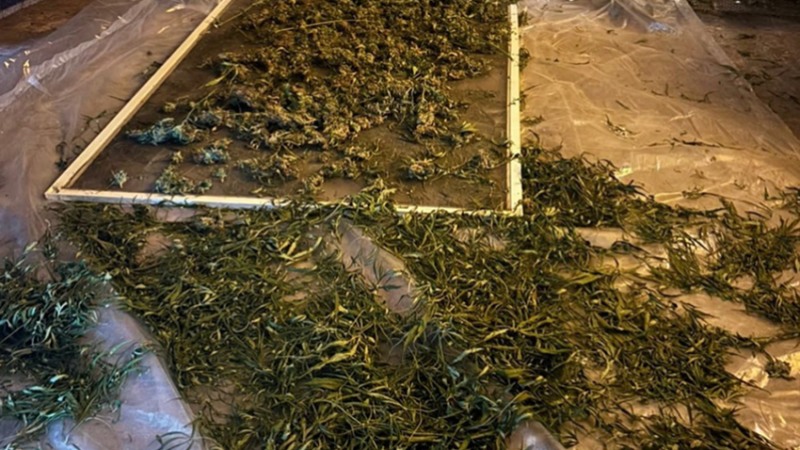 На Дніпропетровщині затримали наркозбувача: вилучено конопель майже на 2 мільйони гривень