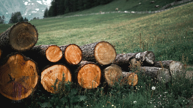 У Раді зробили прогноз щодо продовження заборони на експорт лісу