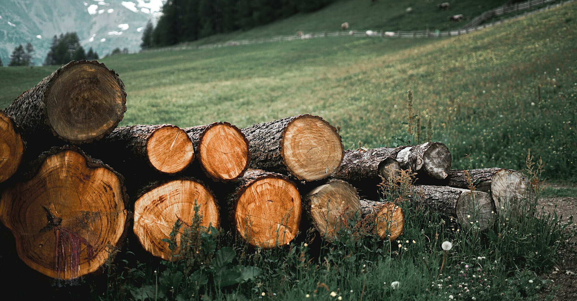 У Раді зробили прогноз щодо продовження заборони на експорт лісу