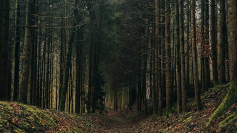 Польським дослідникам надали дозвіл на нові пошуки масових поховань на Тернопільщині