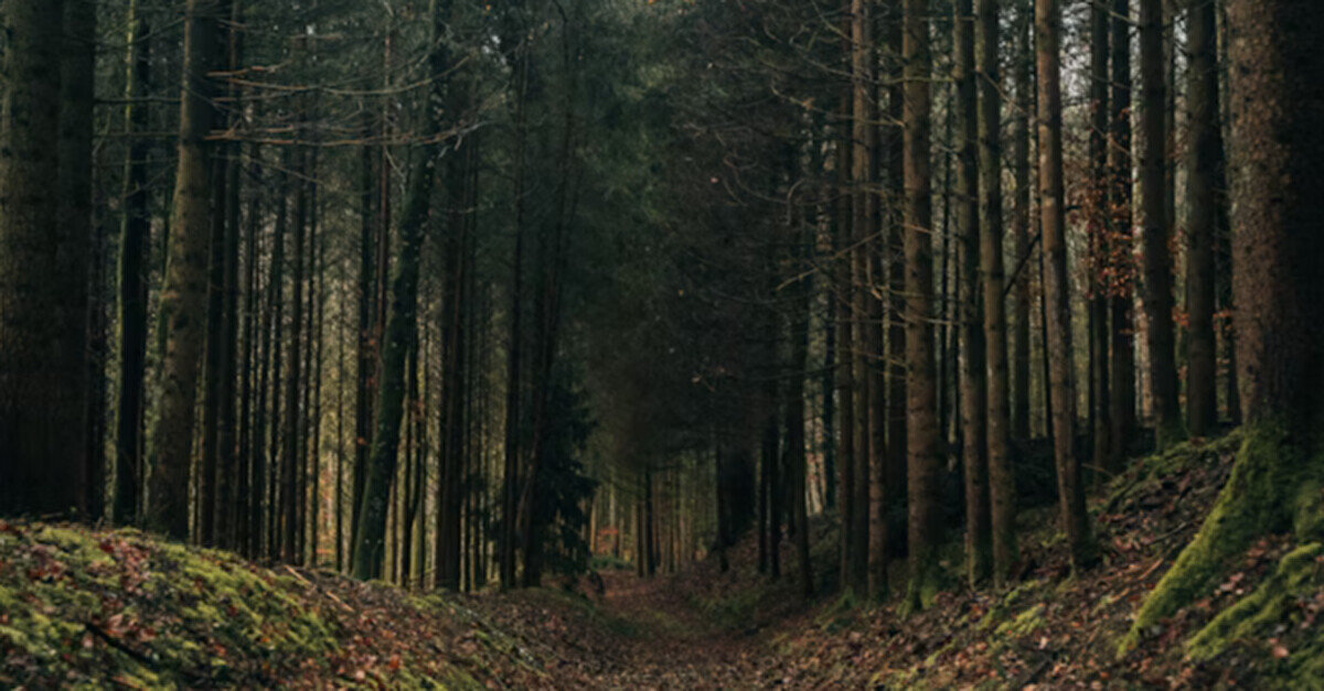 Польським дослідникам надали дозвіл на нові пошуки масових поховань на Тернопільщині