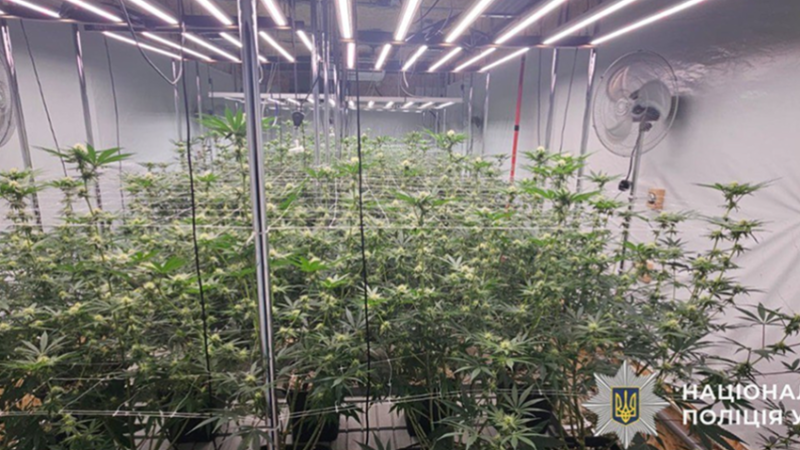 Обладнав ангар під нарколабораторію: правоохоронці Дніпра викрили чоловіка на масштабному вирощуванні конопель