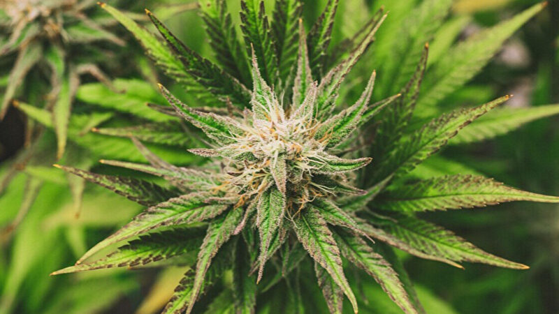 Уряд затвердив квоти субстанцій на основі медичного канабісу