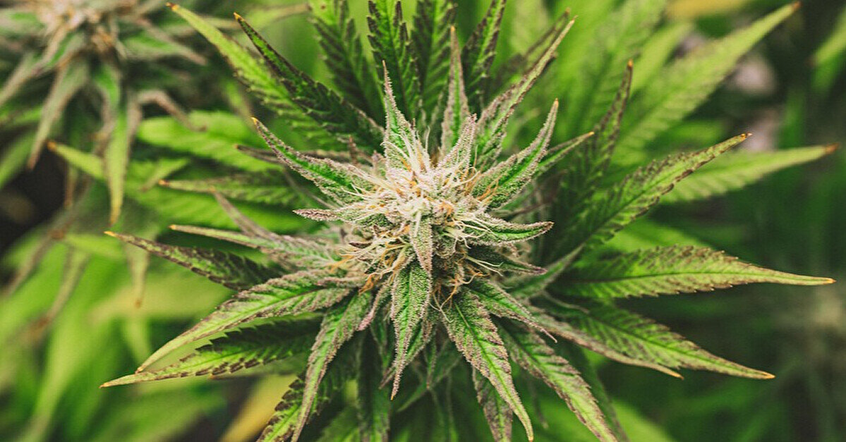 Уряд затвердив квоти субстанцій на основі медичного канабісу