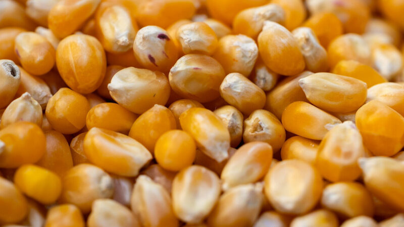 США витісняють українську кукурудзу з глобальних ринків – ЗМІ