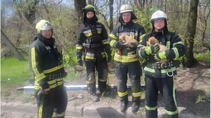 У Запоріжжі надзвичайники врятували двох цуценят із колодязя