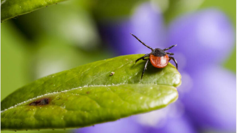 Хвороба Лайма та сезонна активність кліщів на Дніпропетровщині