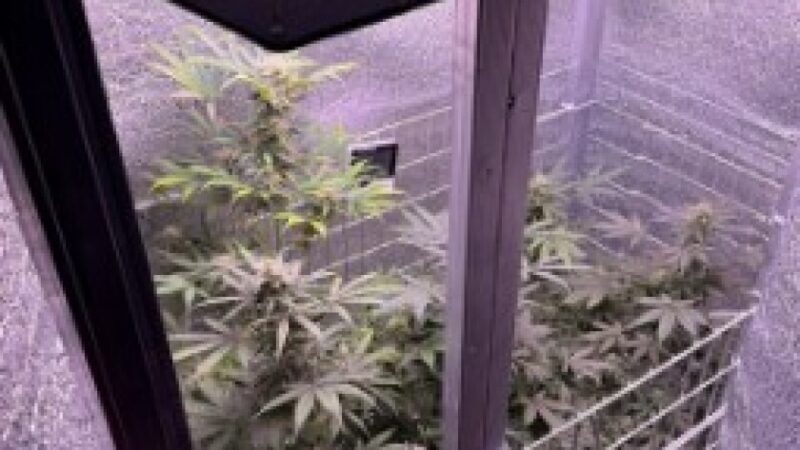 У Дніпрі поліцейські викрили групу наркозбувачів, підозрюваних у збуті канабісу та психотропів