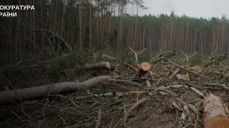 На Дніпропетровщині прокуратура через суд стягнула з лісгоспу на користь громади понад 1 млн грн