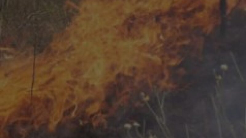 За минулу добу на території Запорізької області рятувальники ліквідували п’ять пожеж в екосистемах