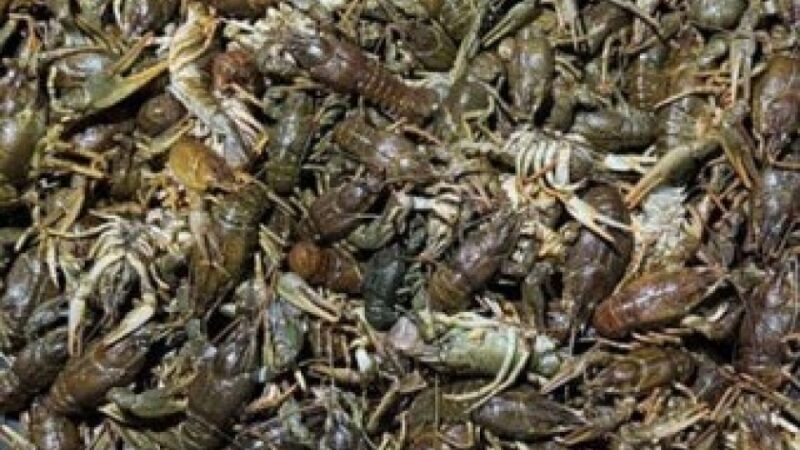 Понад 1 млн грн збитків: на Інгульці у Криворізькому районі викрили чоловіка, який ловив раків