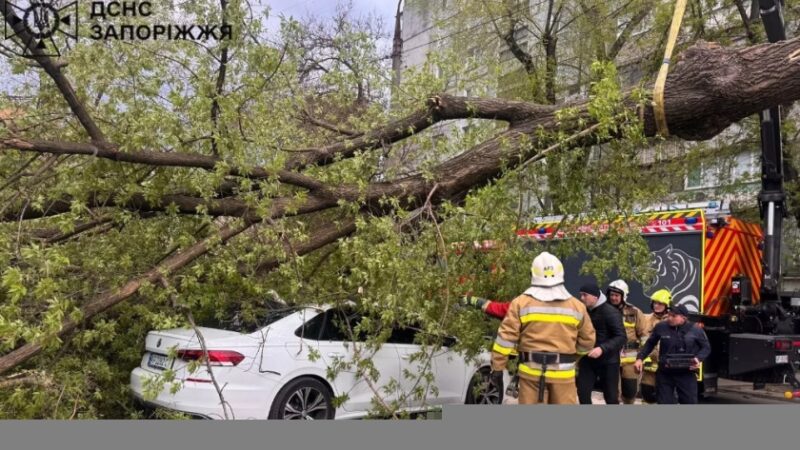 У Запоріжжі під час негоди дерево впало на автівку: загинув чоловік