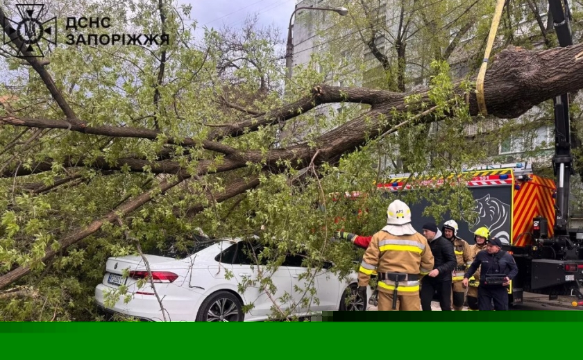 У Запоріжжі під час негоди дерево впало на автівку: загинув чоловік