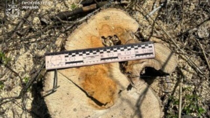 На Дніпропетровщині прокуратура через суд стягнула з лісгоспу майже пів мільйона гривень