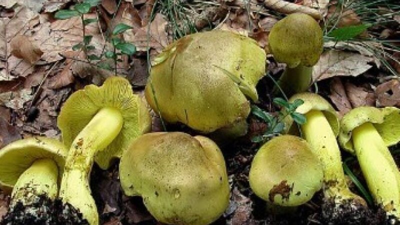 У Кривому Розі 9-річна дитина отруїлася грибами