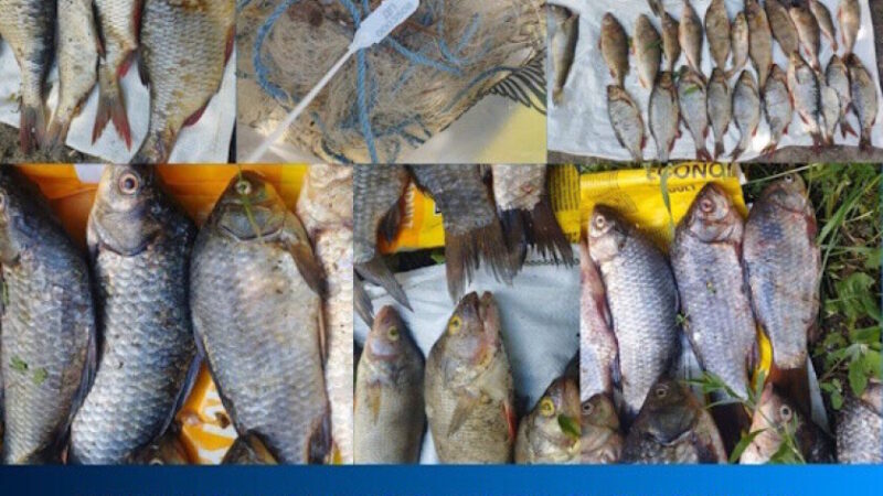 На Дніпропетровщині браконьєр наловив риби на понад 82 тисячі гривень збитків