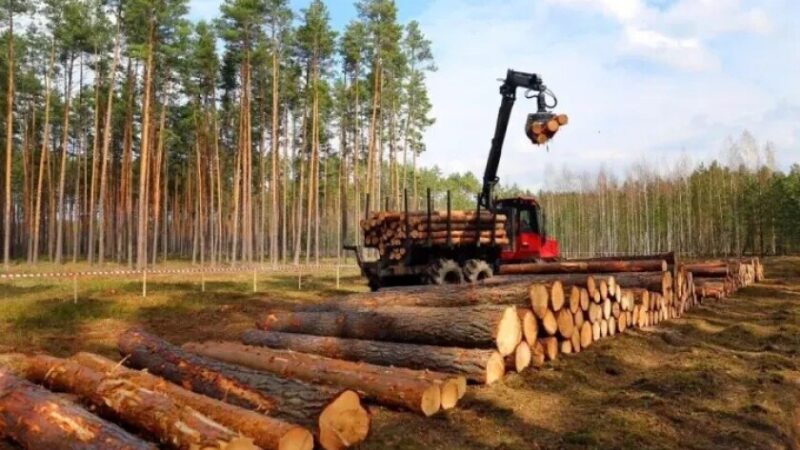 ДП «Ліси України» заплатило майже 800 тисяч гривень за незаконну вирубку дерев на Дніпропетровщині