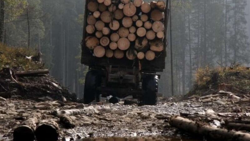 На Дніпропетровщині лісгосп через суд зобов’язали сплатити майже 800 тисяч гривень за незаконну вирубку лісу