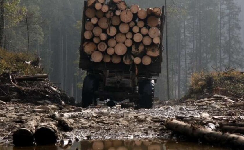 На Дніпропетровщині лісгосп через суд зобов’язали сплатити майже 800 тисяч гривень за незаконну вирубку лісу