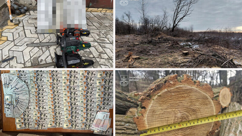 На Дніпропетровщині викрили групу «чорних лісорубів»: до схеми були причетні правоохоронці