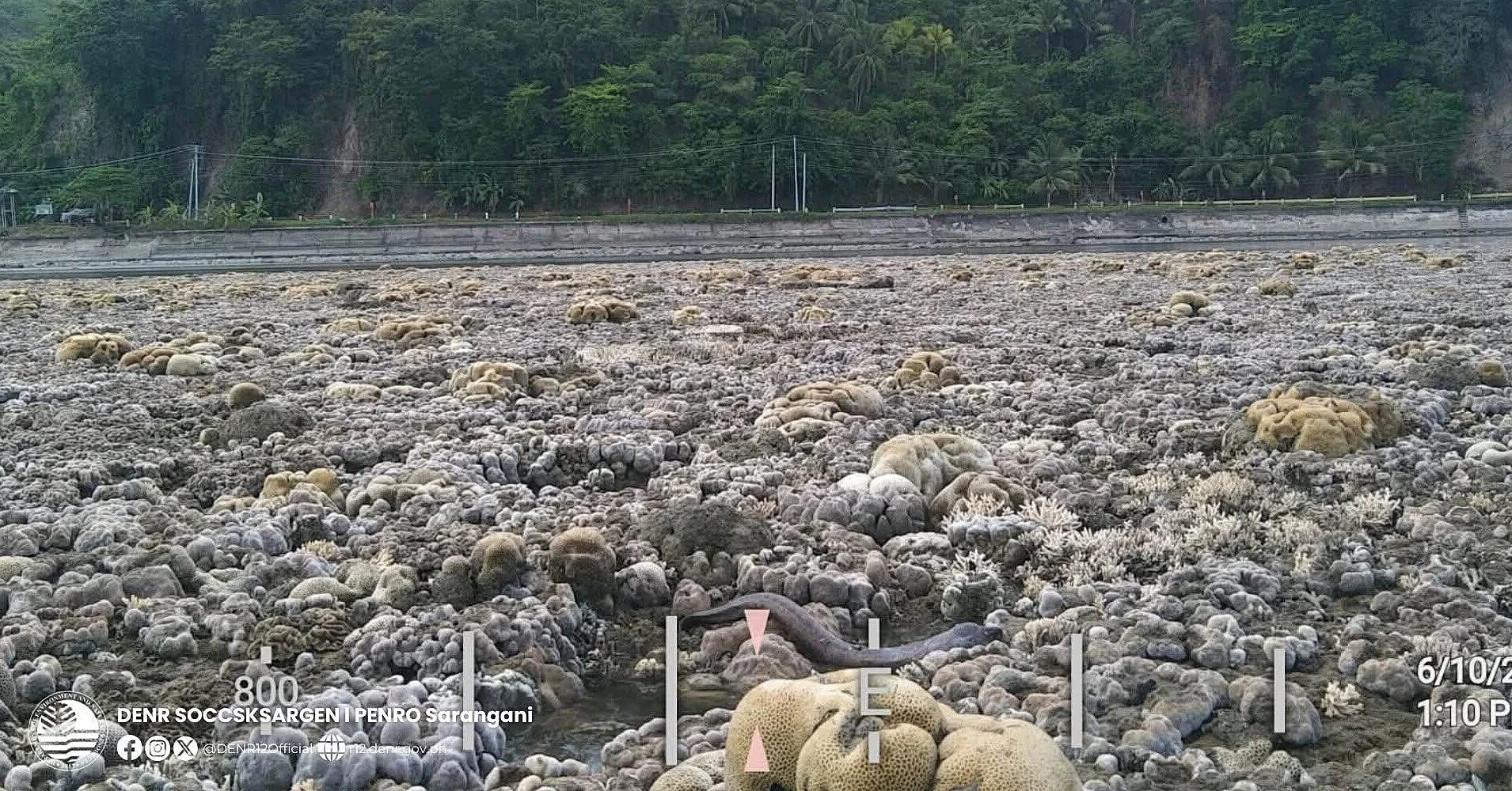 Морське дно піднялося на 2 метри після землетрусу: на Філіппінах океан тимчасово «відступив», залишивши живий кораловий риф на суходолі