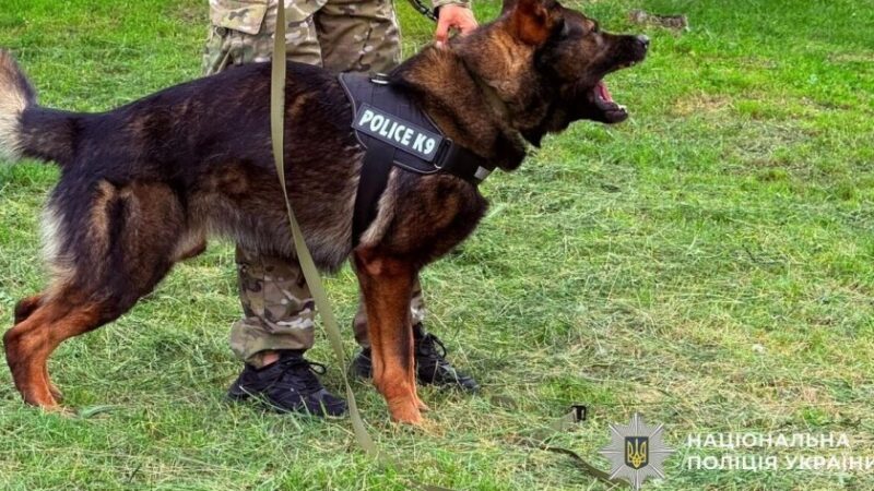 У Самарі молоді поліцейські тренувалися разом із кінологами та службовим собакою