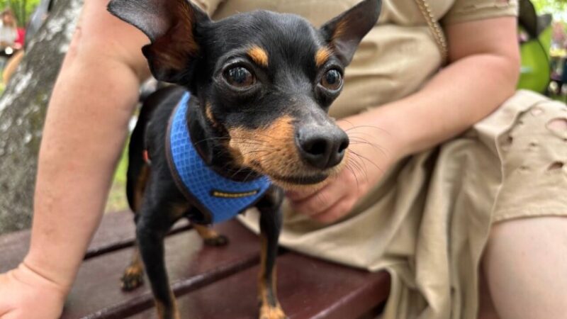 У Кам’янському відбулася всеукраїнська виставка собак «Кубок Фаворит»