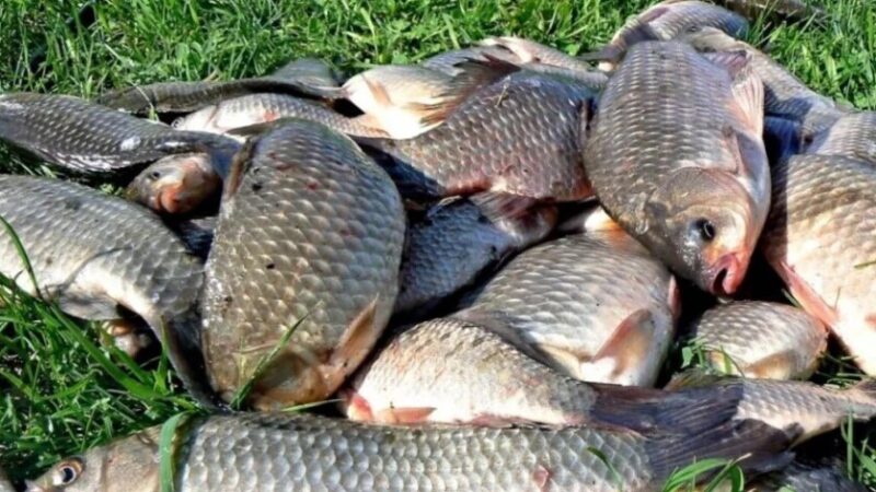 На Дніпропетровщині браконьєр наловив риби на понад 242 тисячі гривень збитків