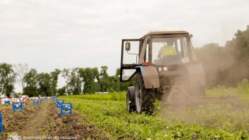 Аграрії Дніпропетровщини збирають врожай овочів