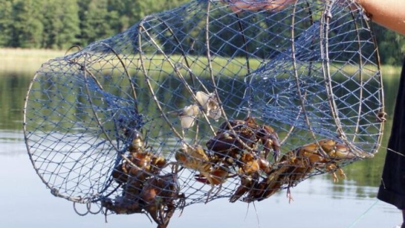 На Дніпропетровщині браконьєри наловили раків і риби на понад 173 тис. грн збитків