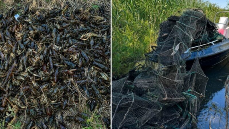 На Південному водосховищі у Кривому Розі рибоохоронці врятували понад тисячу раків