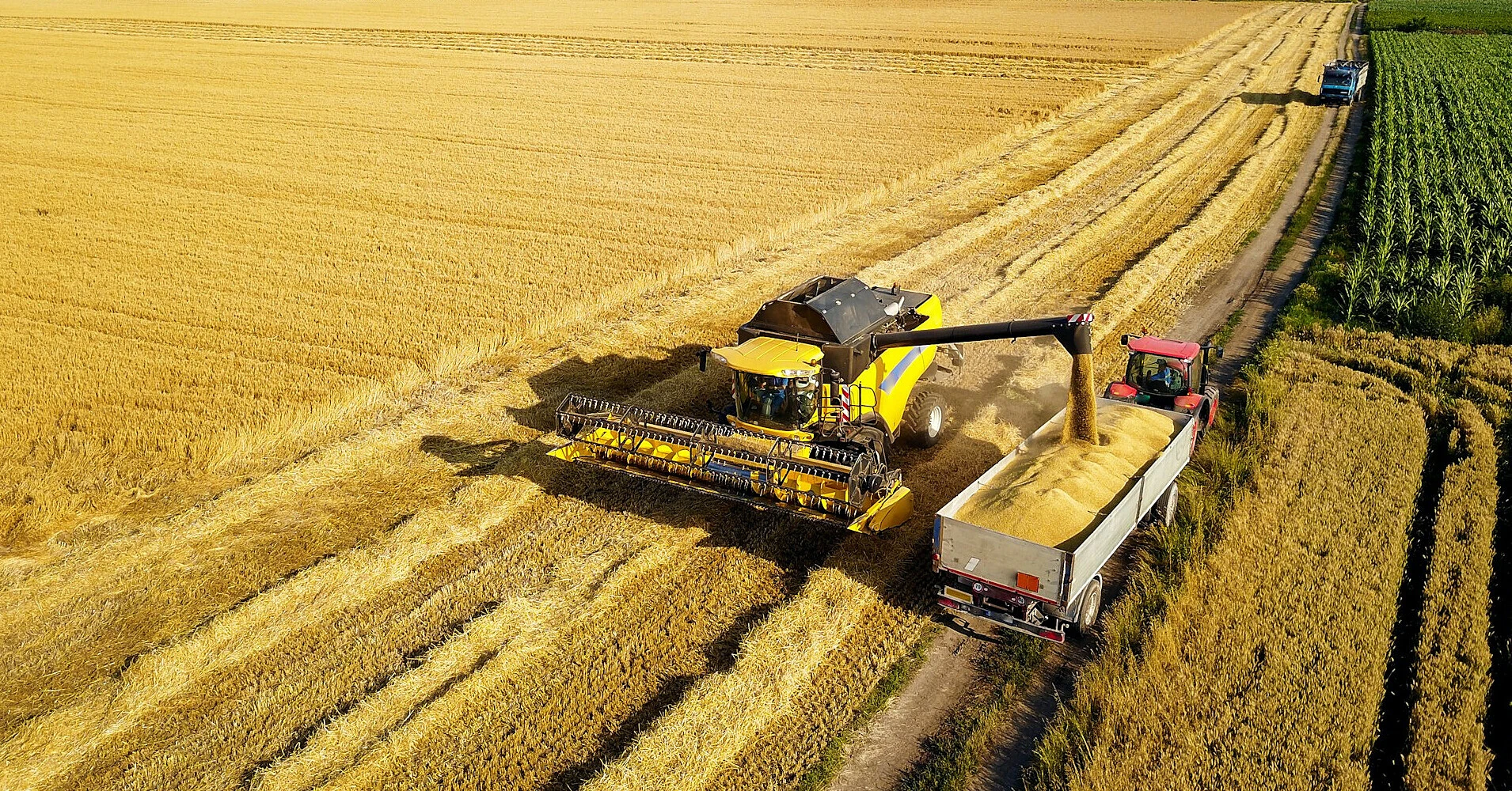 USDA очікує більший урожай зерна в Україні, але менший експорт
