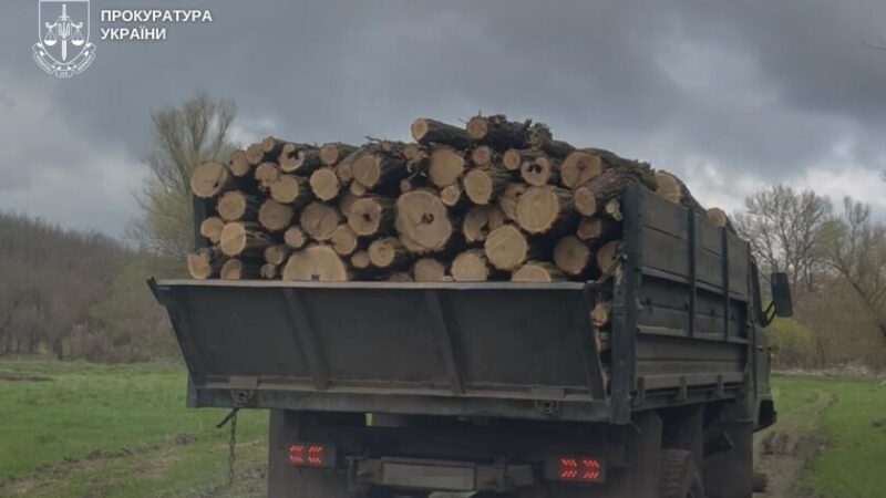 На Дніпропетровщині судитимуть «чорних лісорубів», які завдали державі майже 3 млн грн збитків