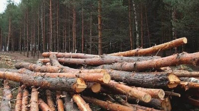 У Кам’янському районі громаду зобов’язали відшкодувати понад 1 млн грн збитків за незаконну вирубку дерев