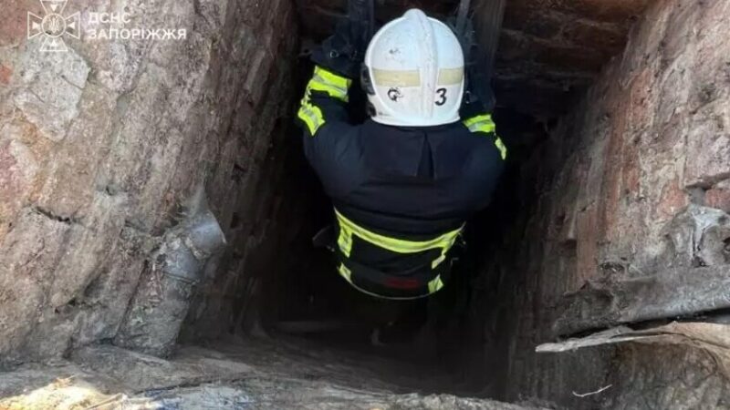 У Запоріжжі рятувальники витягли з чотириметрової ями двох котів
